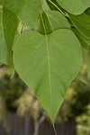 Southern catalpa